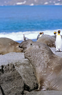 Southern Elephant Seal bull waiting for his chance to mate, ... von Danita Delimont
