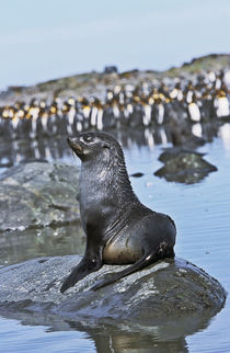 Kerguelen Fur Seal, Antarctic Fur Seal, Arctocephalus gazella by Danita Delimont