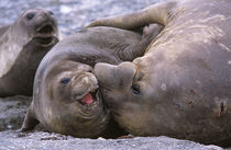 Southern Elephant Seal bull and cow mating, portrait, bull i... von Danita Delimont