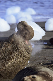 Southern Elephant Seal bull, portrait full face with threat ... by Danita Delimont