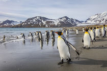 South Georgia Island, St by Danita Delimont