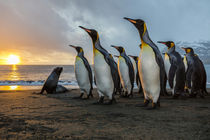 South Georgia Island, Gold Harbor by Danita Delimont