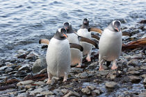 South Georgia Island, Godthul von Danita Delimont