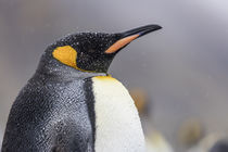 South Georgia Island, Salisbury Plains von Danita Delimont