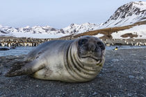 South Georgia Island, St by Danita Delimont