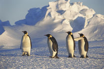 Antarctica, Emperor Penguins walking on landscape von Danita Delimont