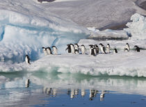 Adelie Penguin von Danita Delimont