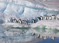 Adelie Penguin by Danita Delimont