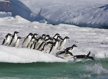 Adelie Penguin von Danita Delimont