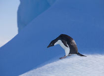 Adelie Penguin von Danita Delimont