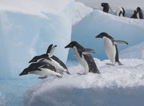 Adelie Penguin by Danita Delimont