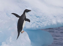 Adelie Penguin von Danita Delimont