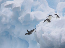 Adelie Penguin von Danita Delimont