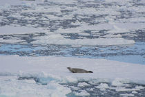 South of the Antarctic Circle, near Adelaide Island by Danita Delimont