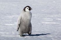 Cape Washington, Antarctica by Danita Delimont