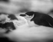 Chinstrap Penguin, Antarctica by Danita Delimont