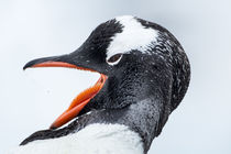 Gentoo Penguin, Cuverville Island, Antarctica von Danita Delimont