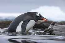 Gentoo Penguin, Cuverville Island, Antarctica by Danita Delimont