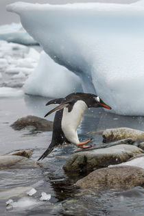 Gentoo Penguin, Cuverville Island, Antarctica by Danita Delimont