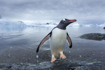 Gentoo Penguin, Cuverville Island, Antarctica by Danita Delimont