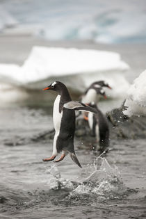 Leaping Gentoo Penguin, Cuverville Island, Antarctica by Danita Delimont