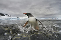 Gentoo Penguin, Cuverville Island, Antarctica von Danita Delimont