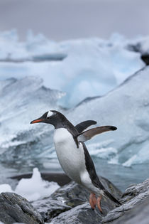 Leaping Gentoo Penguin, Cuverville Island, Antarctica von Danita Delimont