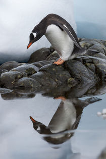 Gentoo Penguin, Cuverville Island, Antarctica von Danita Delimont