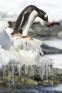 Gentoo Penguin, Cuverville Island, Antarctica von Danita Delimont