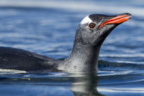 Gentoo Penguin, Antarctica by Danita Delimont