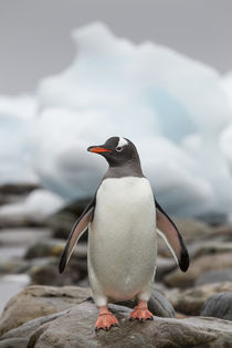 Gentoo Penguin, Cuverville Island, Antarctica by Danita Delimont