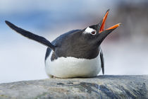 Gentoo Penguin, Cuverville Island, Antarctica by Danita Delimont