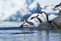 Antarctica, Gentoo Penguins . von Danita Delimont