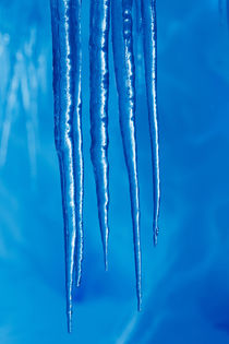 Icicles in Glacier Snow Cave, Antarctic Peninsula von Danita Delimont