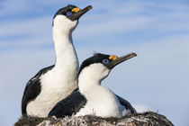 Blue-eyed Shags, Petermann Island, Antarctica von Danita Delimont