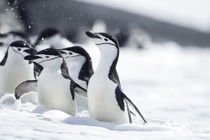 Chinstrap Penguins in Waves, Deception Island, Antarctica von Danita Delimont