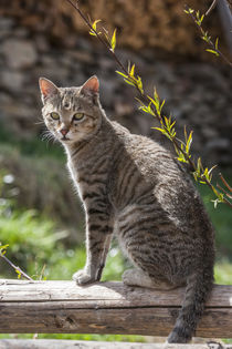 Portrait of a domesticated house cat, Bhutan. by Danita Delimont