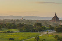 Bagan. Horse carts and a herd of cattle walk the roads at sunset. by Danita Delimont