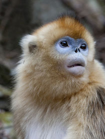 Qinling Mountains, Female golden monkey von Danita Delimont