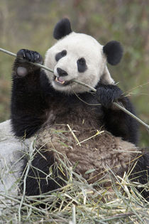 Wolong Reserve, China, Giant panda eating bamboo von Danita Delimont
