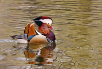 Beijing, China, Male mandarin duck swimming in pond by Danita Delimont