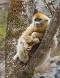 Qinling Mountains, China, female Golden monkey in tree von Danita Delimont