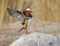 Beijing, China, Male Mandarin Duck flapping and drying wings... von Danita Delimont