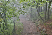 Trail in Fog, Yellow Mountains a UNESCO World Heritage Site by Danita Delimont