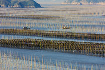 Fishing boat sailing through bamboo sticks in the seaweed fa... by Danita Delimont