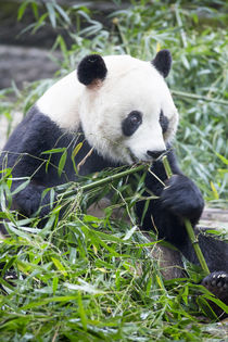 Giant Panda, Chengdu, Sichuan Province, China von Danita Delimont