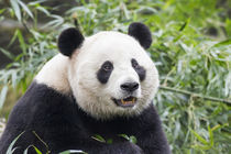 Giant Panda, Chengdu, Sichuan Province, China by Danita Delimont