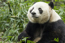 Giant Panda, Chengdu, China von Danita Delimont