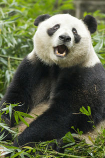 Giant Panda, Chengdu, China by Danita Delimont