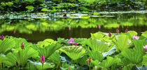 Pink Lotus Garden Reflection Summer Palace Beijing China von Danita Delimont